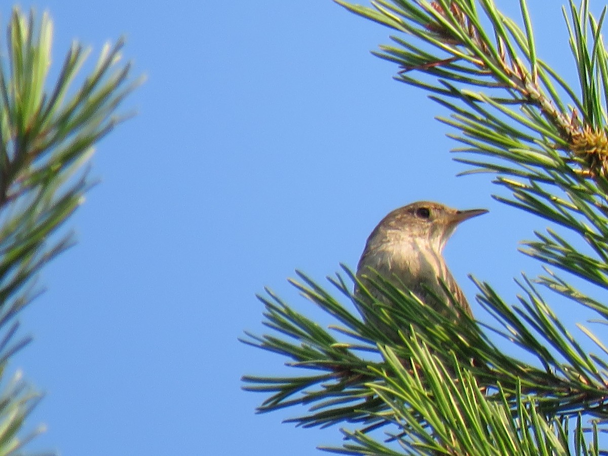 House Wren - ML620705198