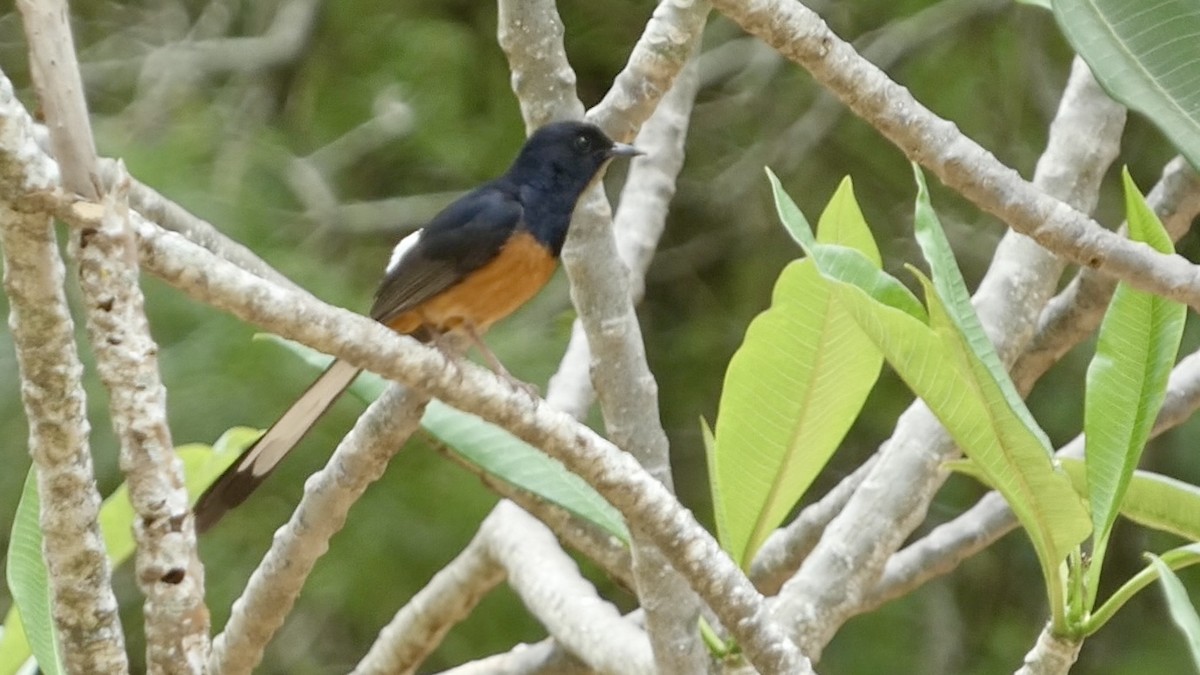 White-rumped Shama - ML620705202