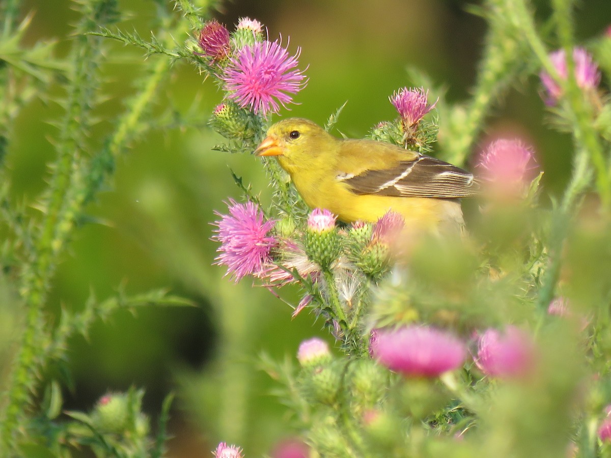 American Goldfinch - ML620705204