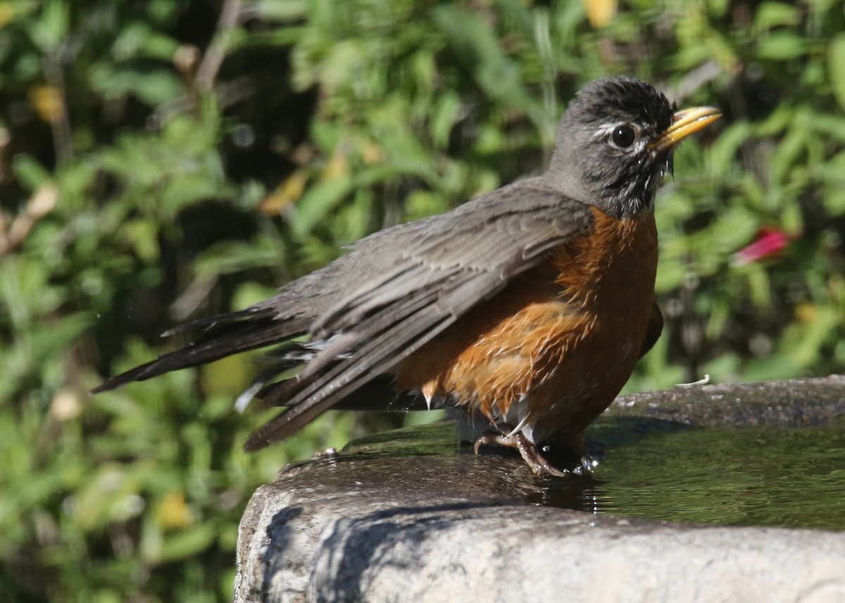 American Robin - ML620705209