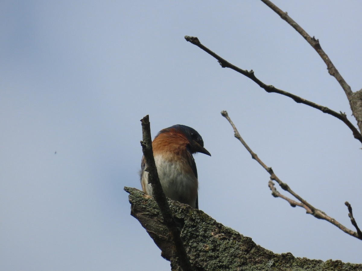 Eastern Bluebird - ML620705211