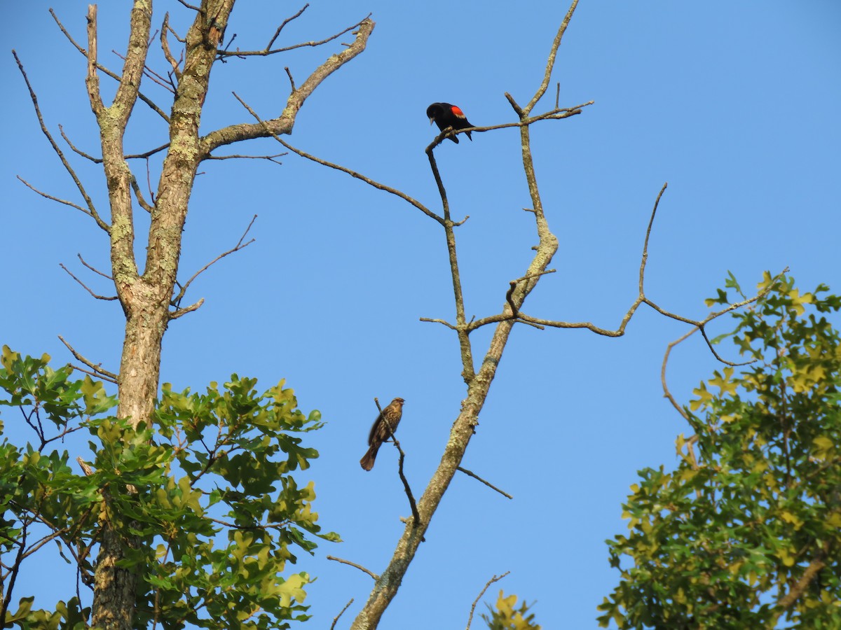 Red-winged Blackbird - ML620705213