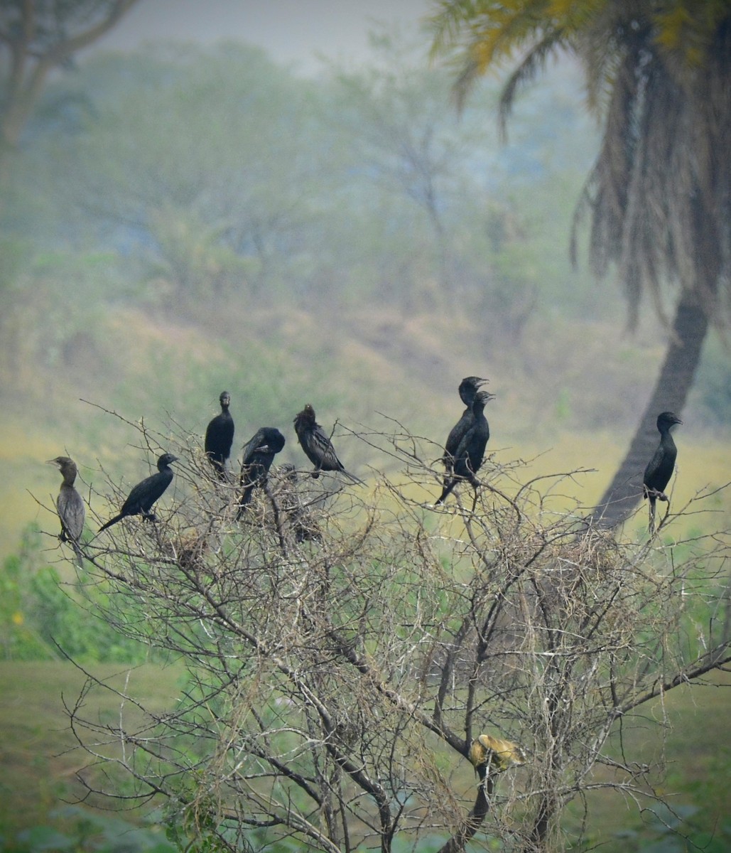 Cormoran à cou brun - ML620705214