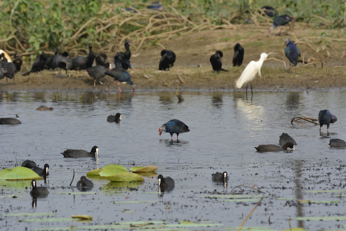 Indian Cormorant - ML620705215