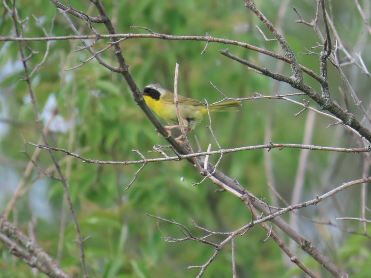 Common Yellowthroat - ML620705217