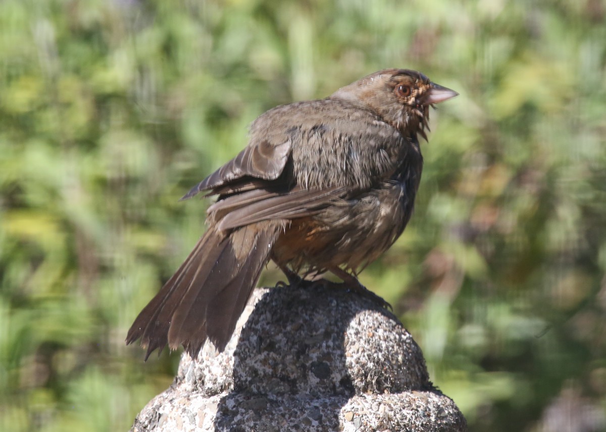 California Towhee - Linda Dalton