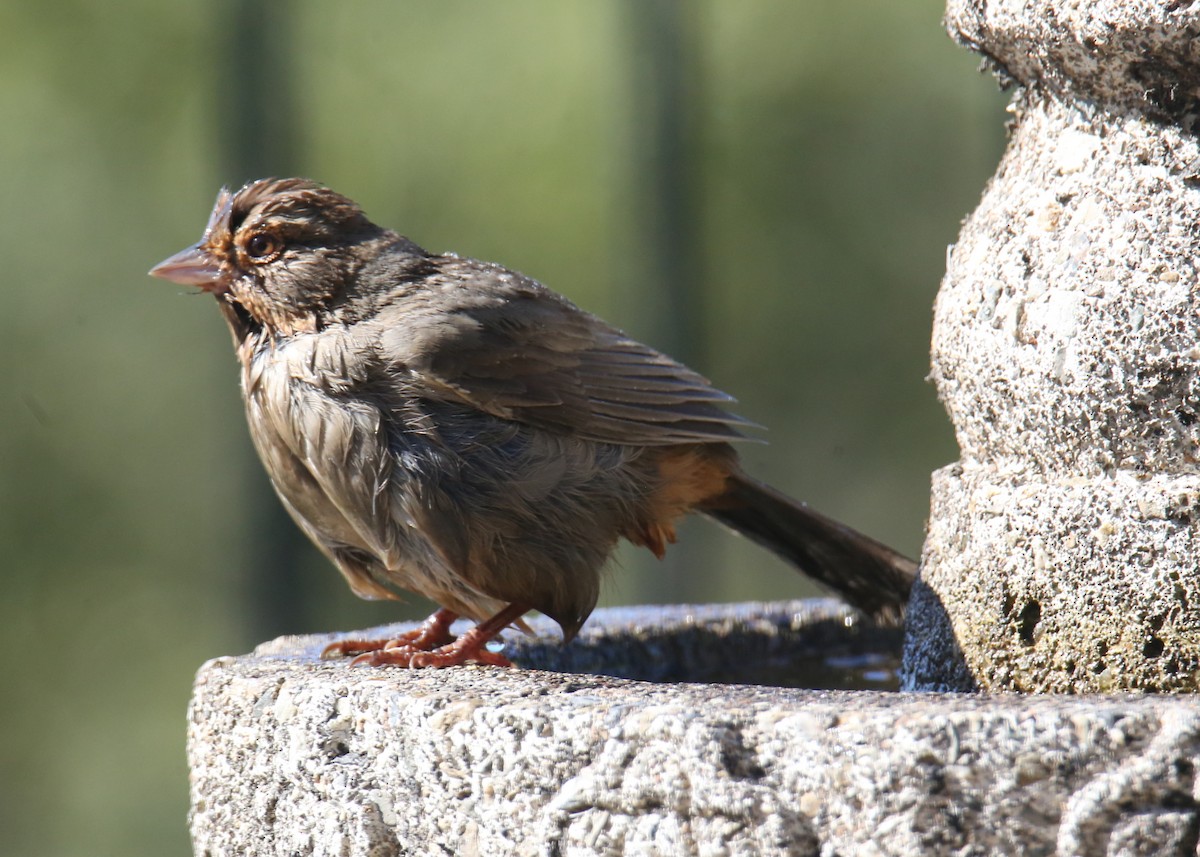 California Towhee - ML620705219