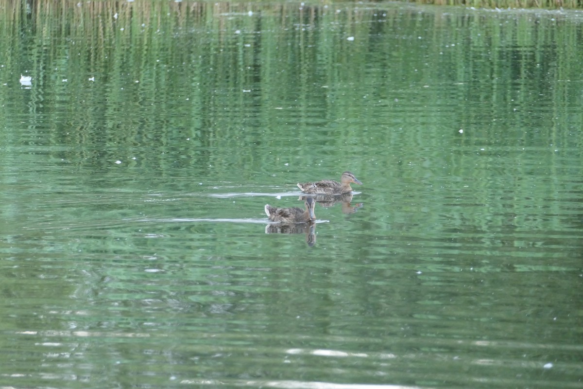 Canard colvert - ML620705220