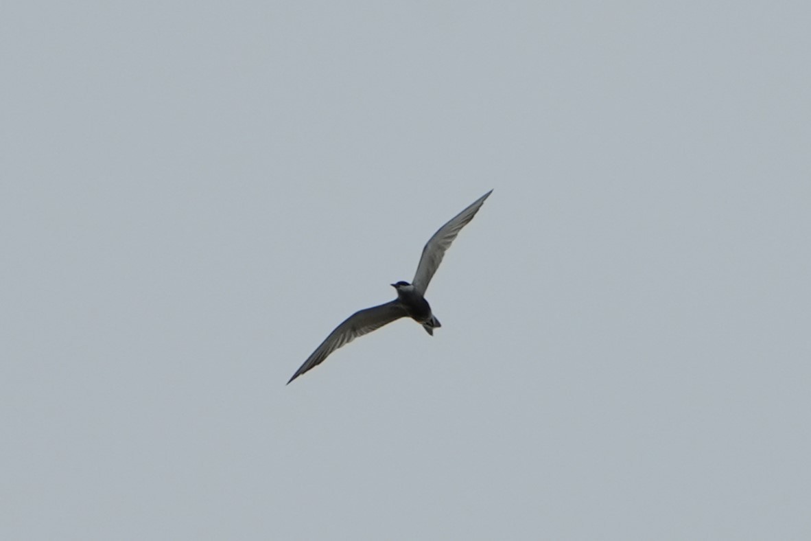 Whiskered Tern - ML620705221