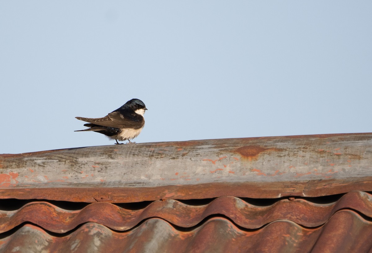 Blue-and-white Swallow - Sergio Jaque Bopp