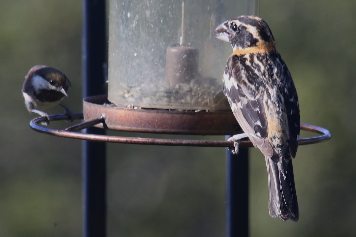 Black-headed Grosbeak - ML620705226