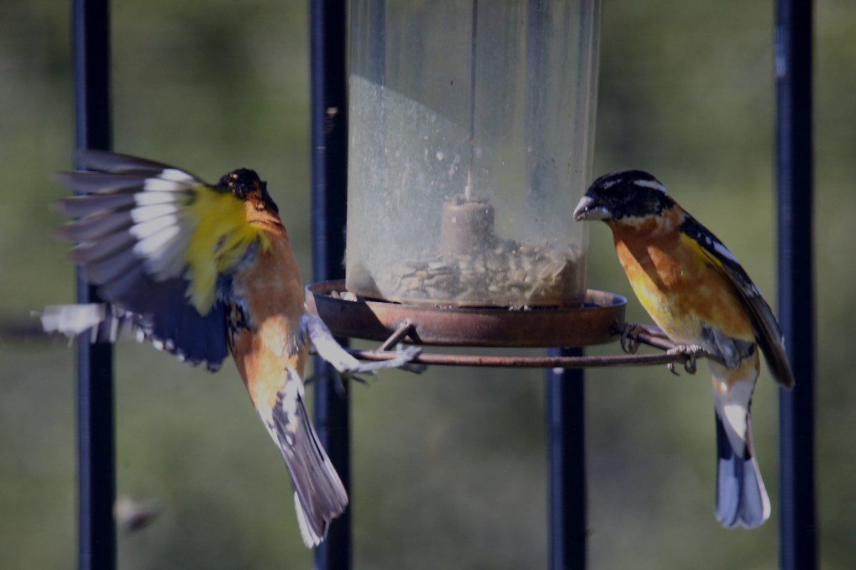 Black-headed Grosbeak - ML620705227