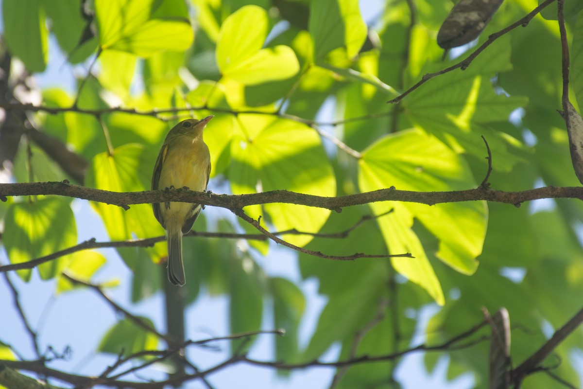 Tyranneau à poitrine jaune - ML620705230