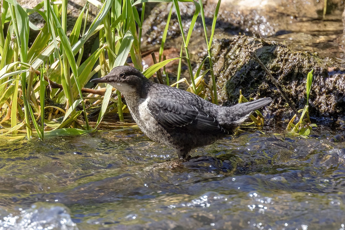 White-throated Dipper - ML620705231