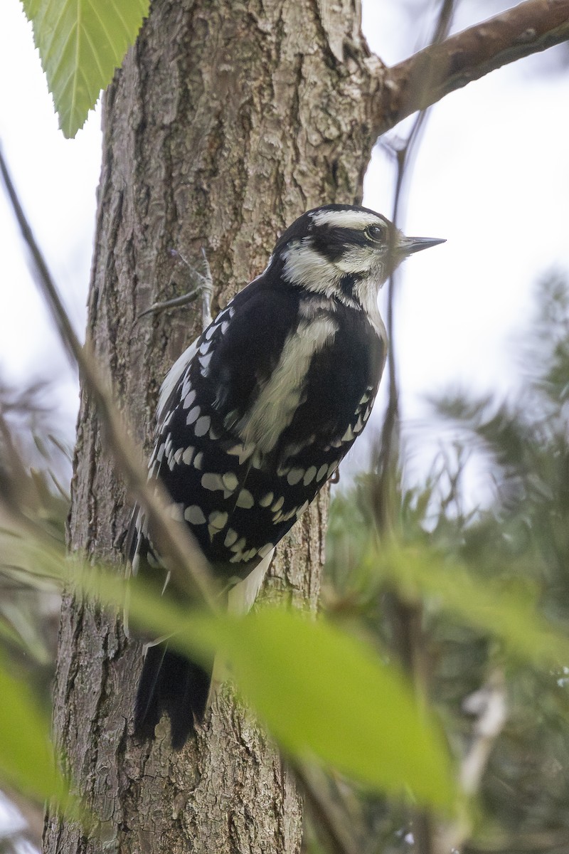 Downy Woodpecker - ML620705233