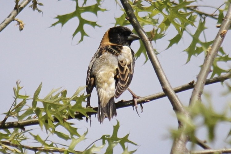 Bobolink - ML620705235