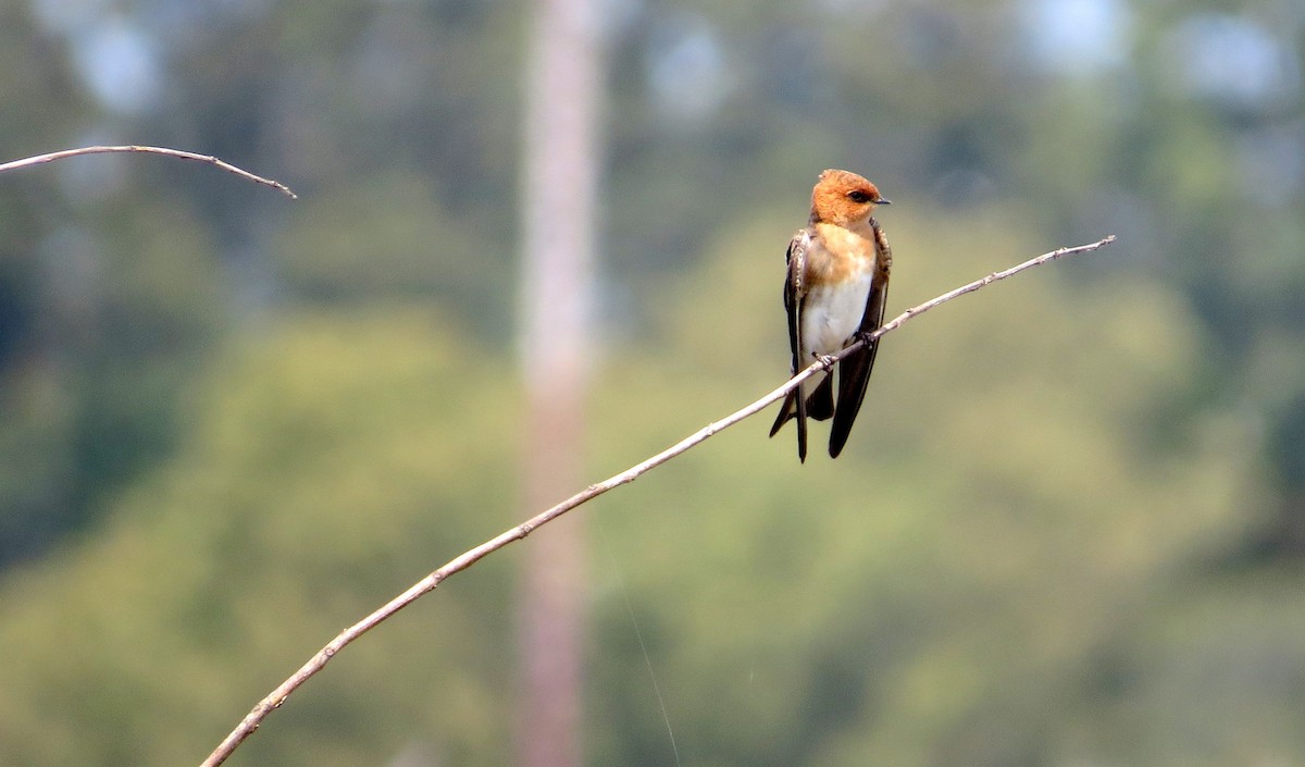 Golondrina Cabecicastaña - ML620705236