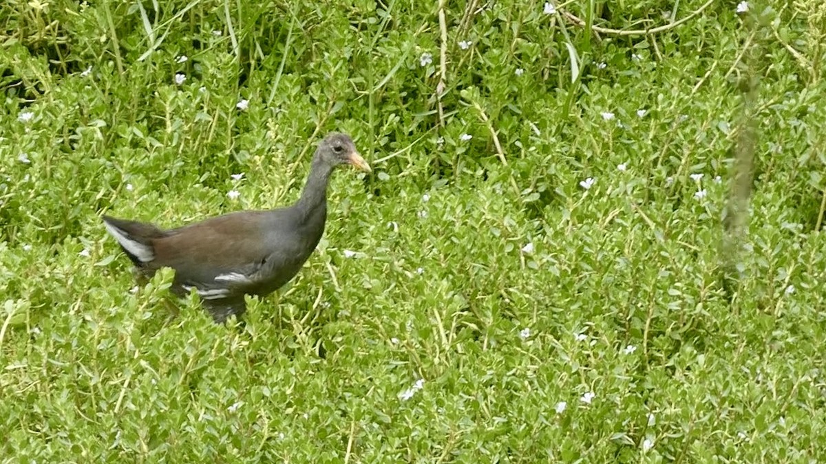 Gallinule d'Amérique - ML620705237