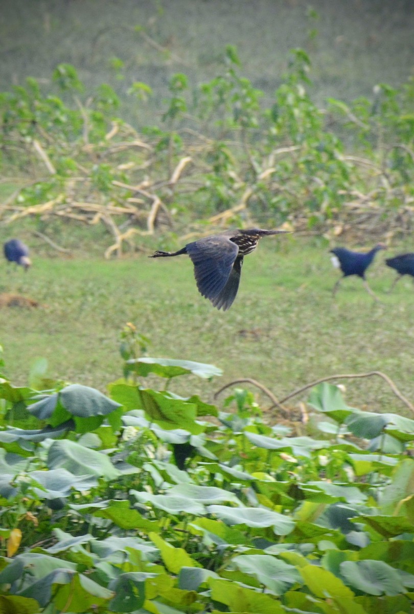 Black Bittern - ML620705239