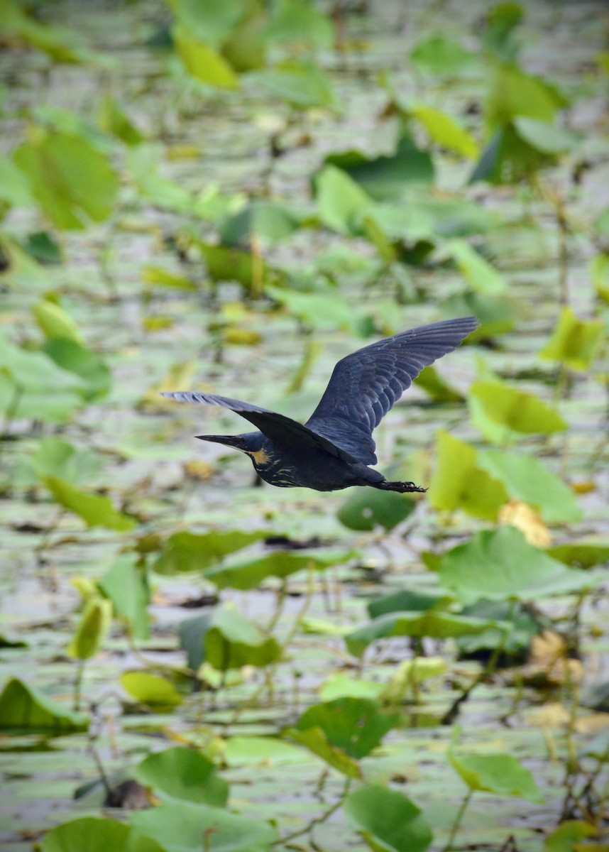 Black Bittern - ML620705240