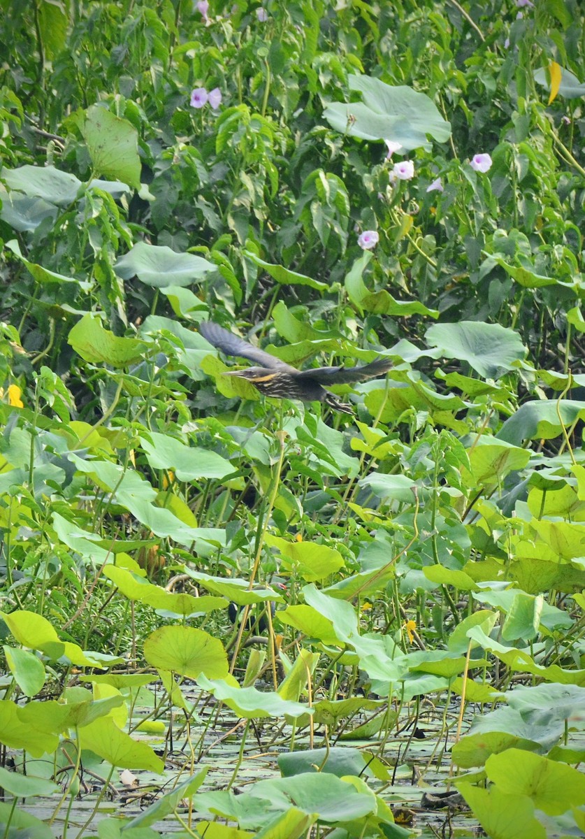 Black Bittern - ML620705241