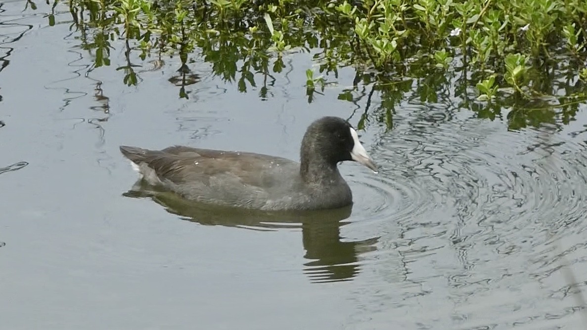 Hawaiian Coot - ML620705242