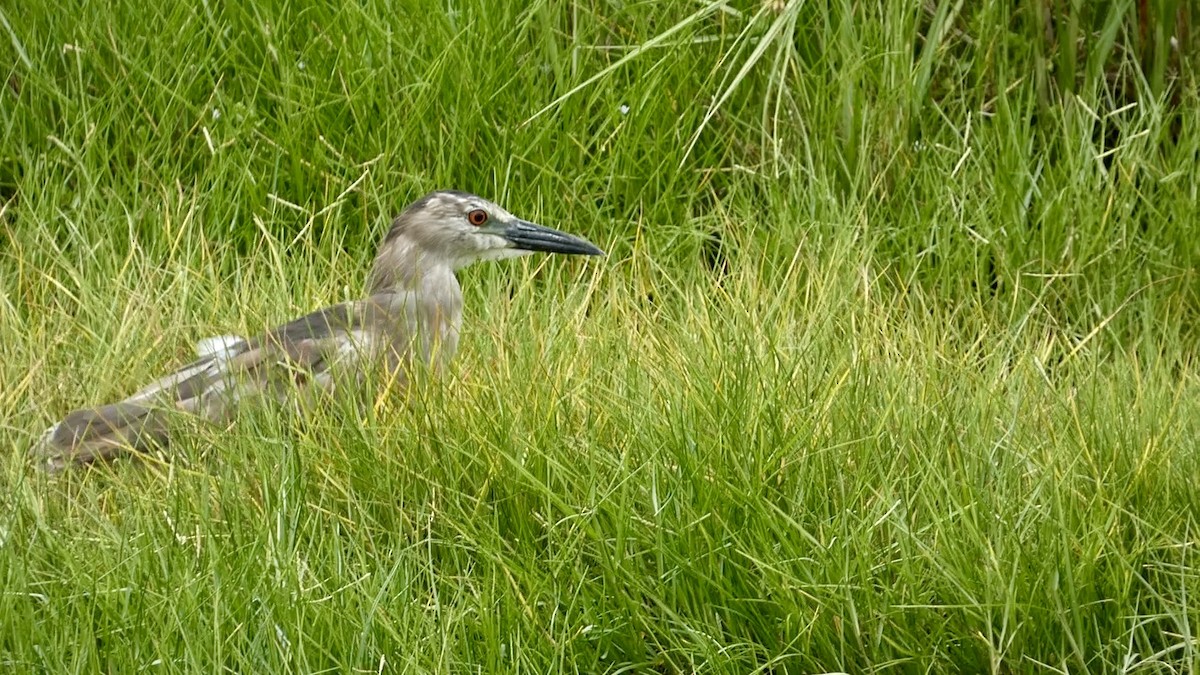 Black-crowned Night Heron - ML620705243