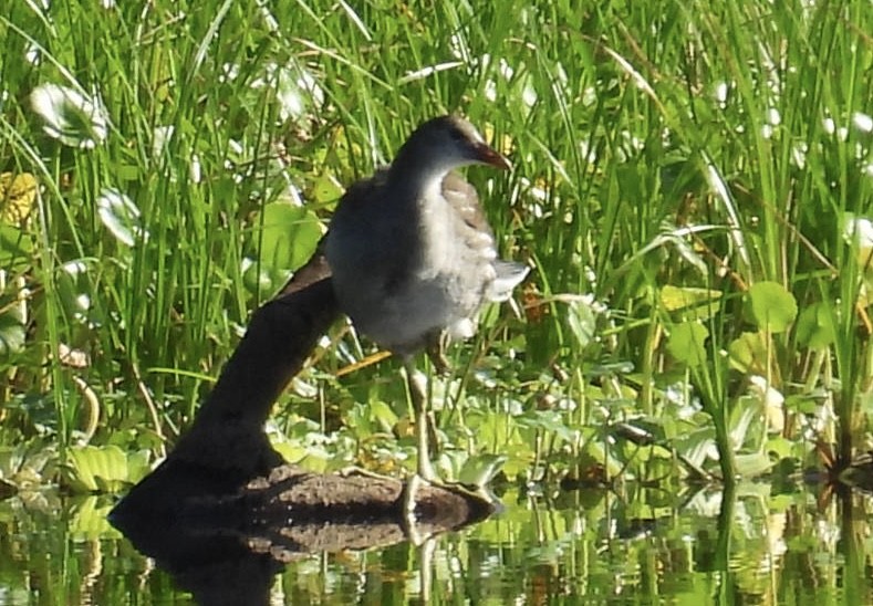 Common Gallinule - ML620705247