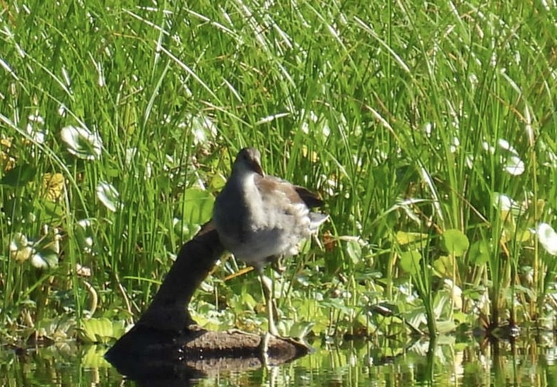 Common Gallinule - Denise Rychlik