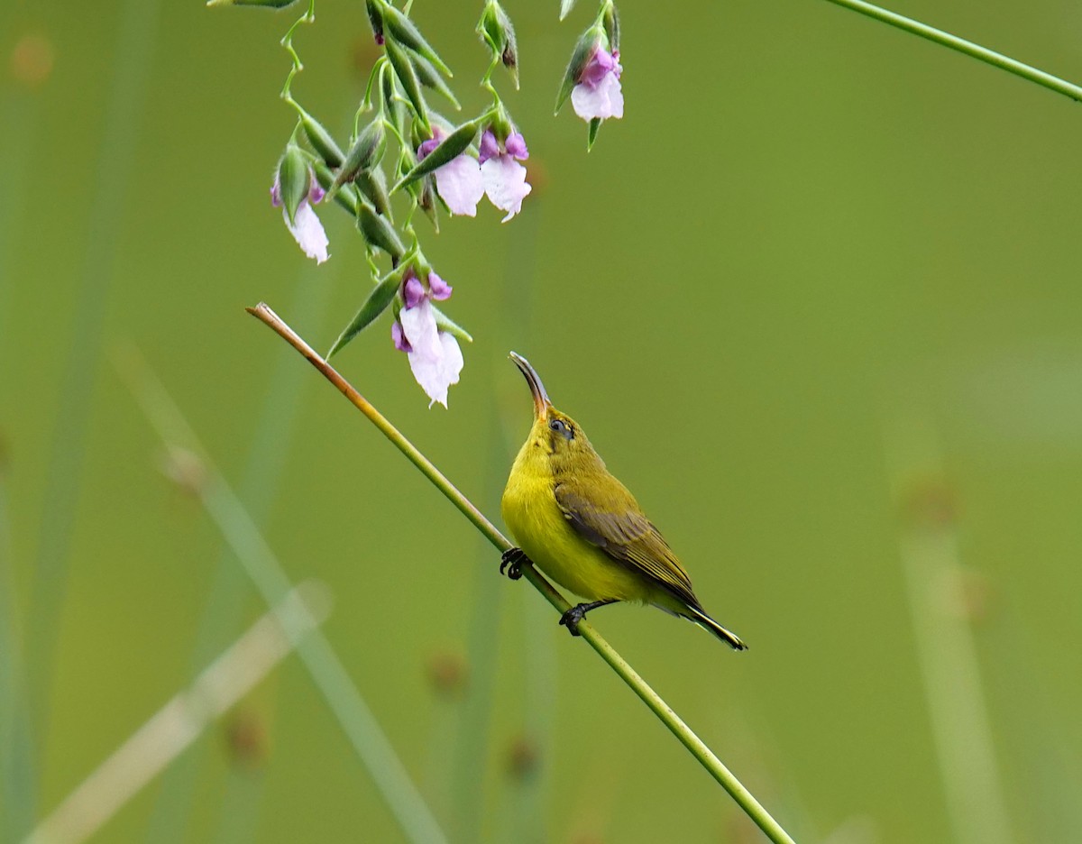 Ornate Sunbird - ML620705251