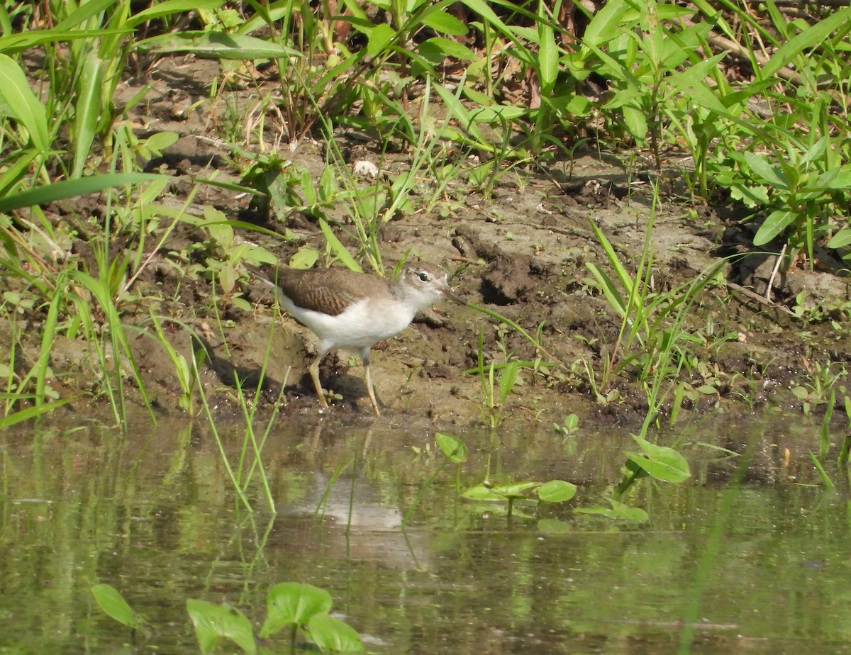 Spotted Sandpiper - ML620705254