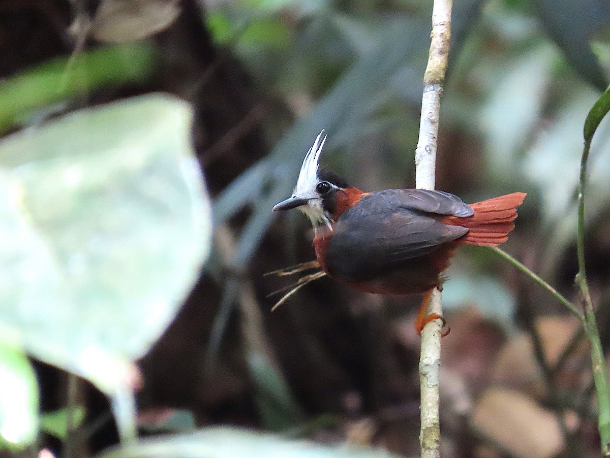 White-plumed Antbird - ML620705256