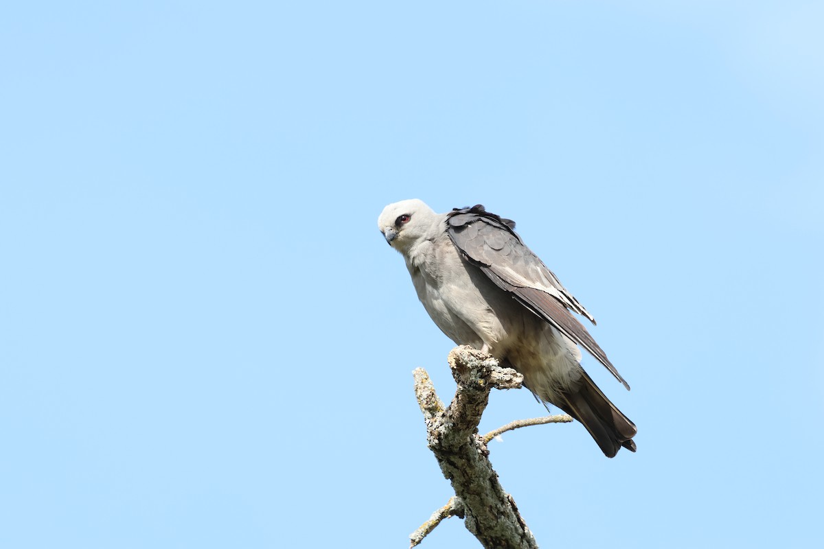 Mississippi Kite - Zach L