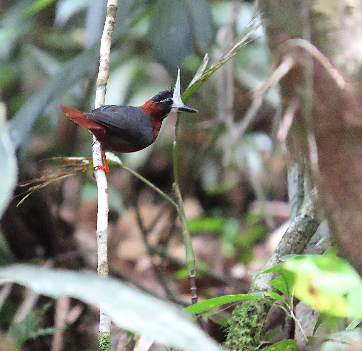 White-plumed Antbird - ML620705268