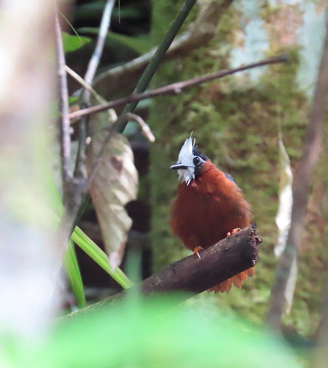 White-plumed Antbird - ML620705271