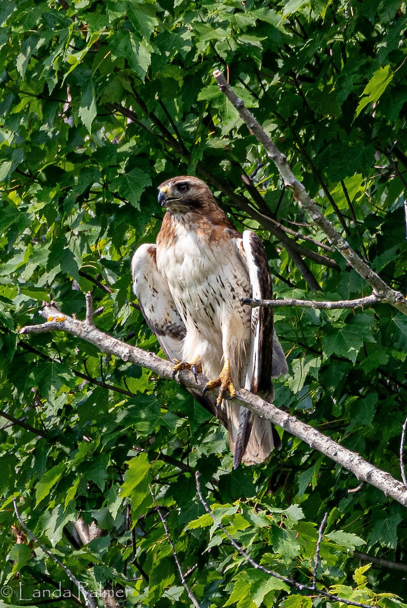 Red-tailed Hawk - ML620705281