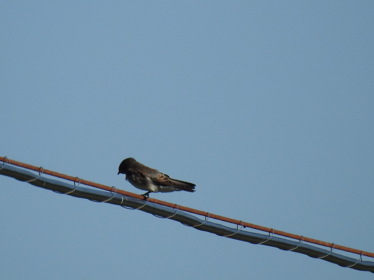 Northern Rough-winged Swallow - ML620705291