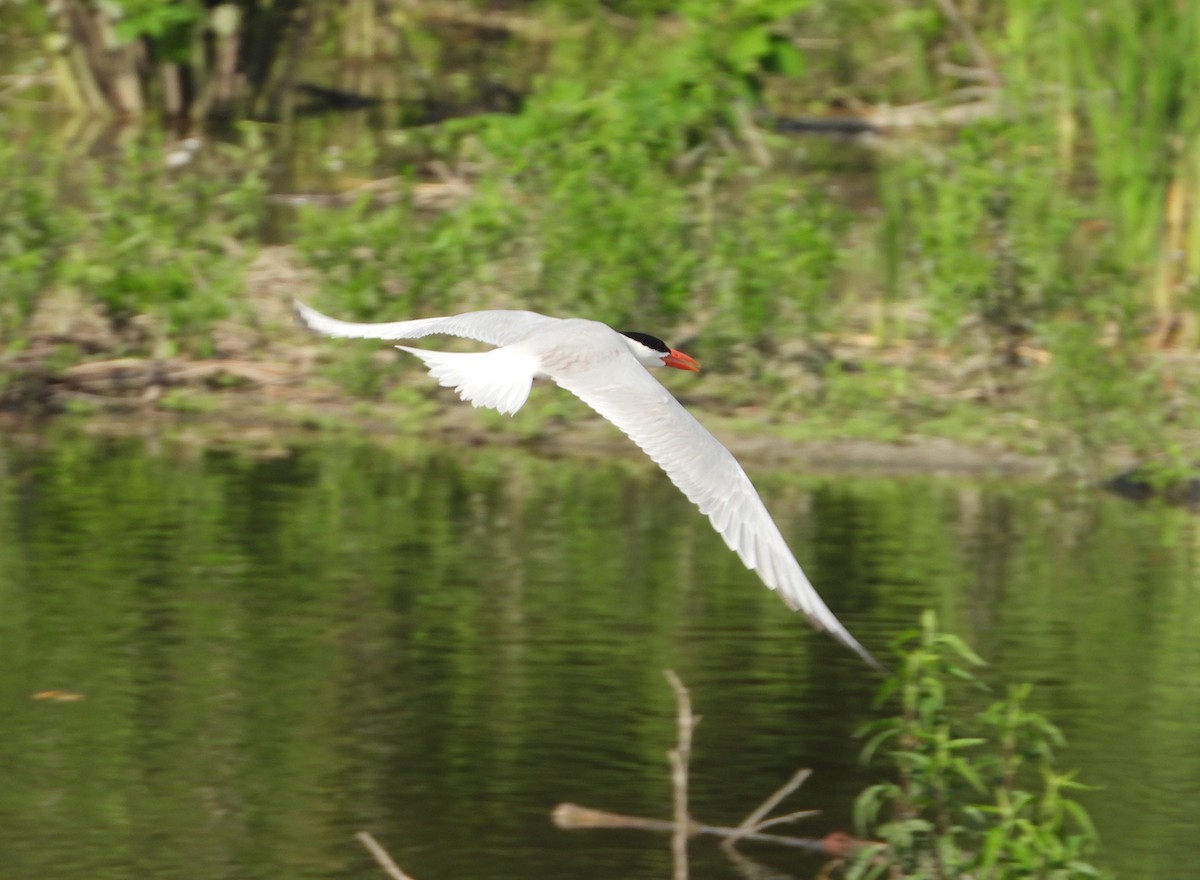 Caspian Tern - ML620705292