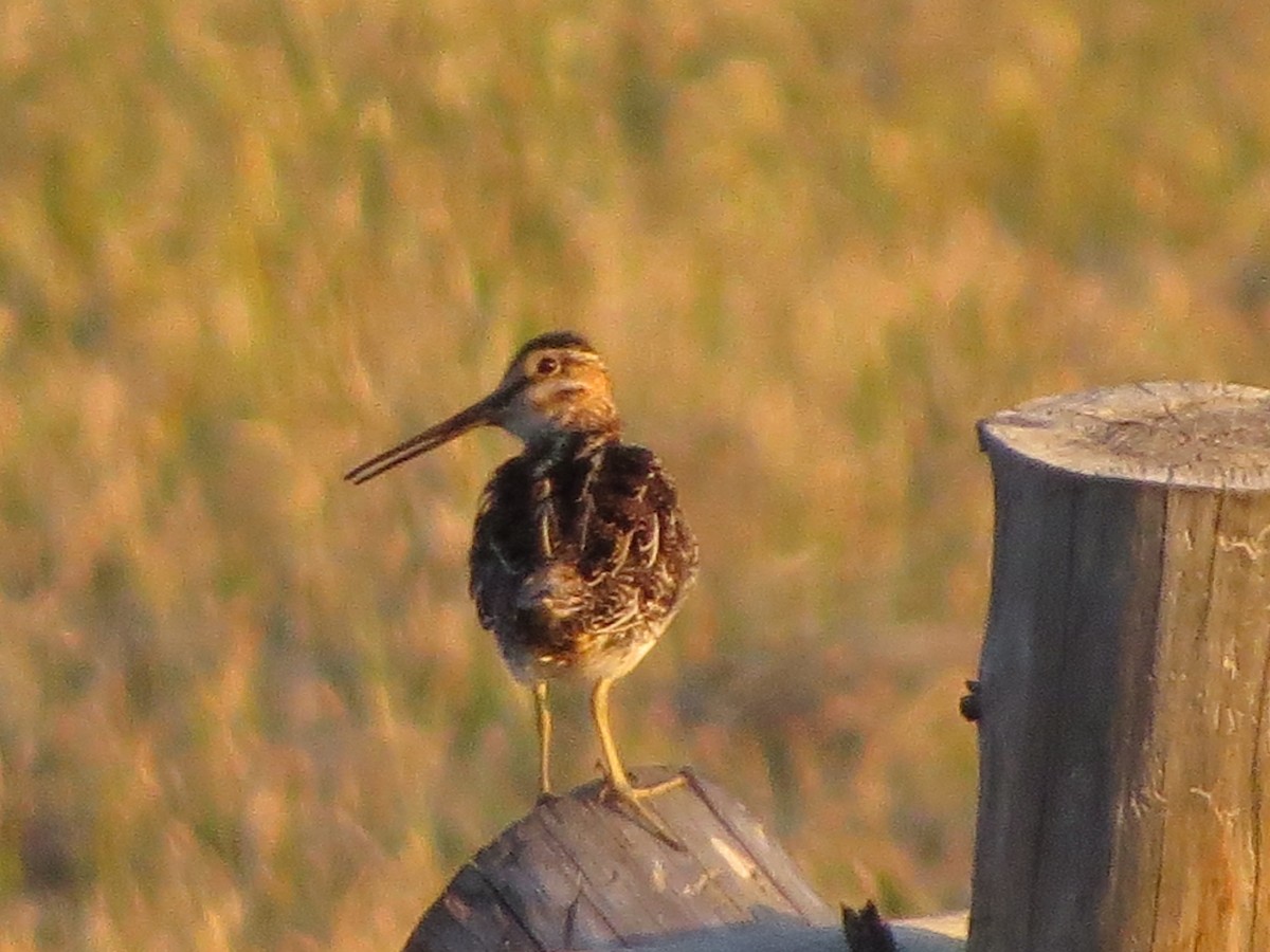 Wilson's Snipe - ML620705302