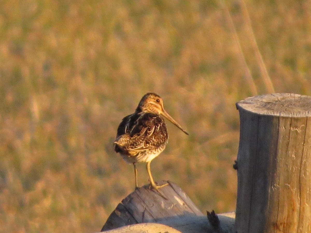 Wilson's Snipe - ML620705303