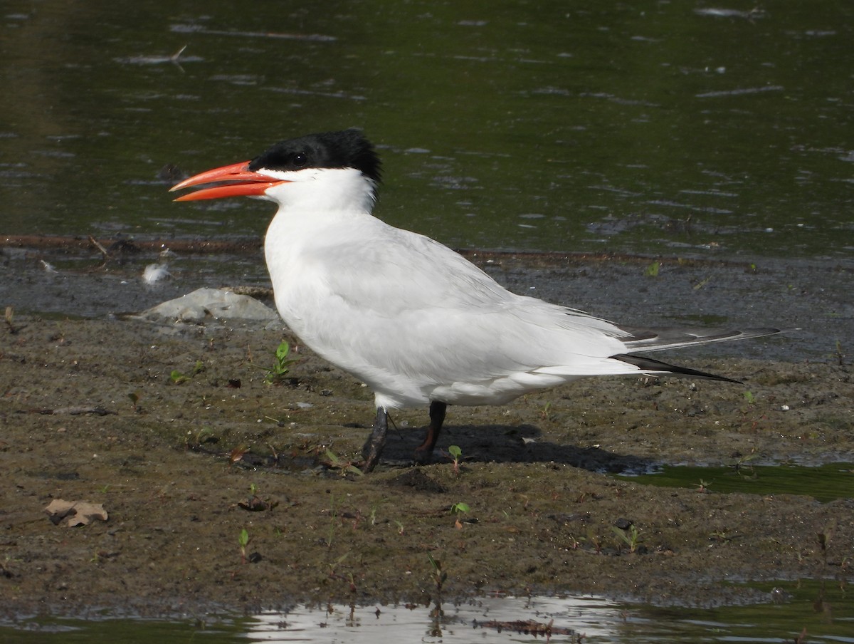 Caspian Tern - ML620705304