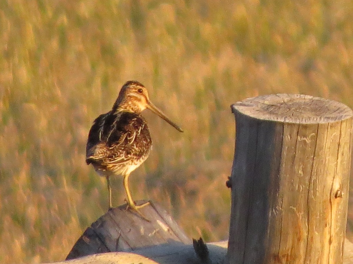 Wilson's Snipe - ML620705305