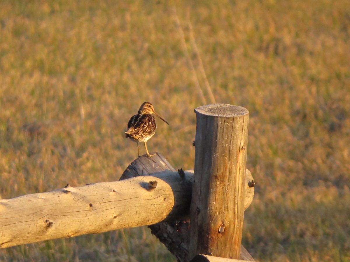 Wilson's Snipe - Melanie Mitchell