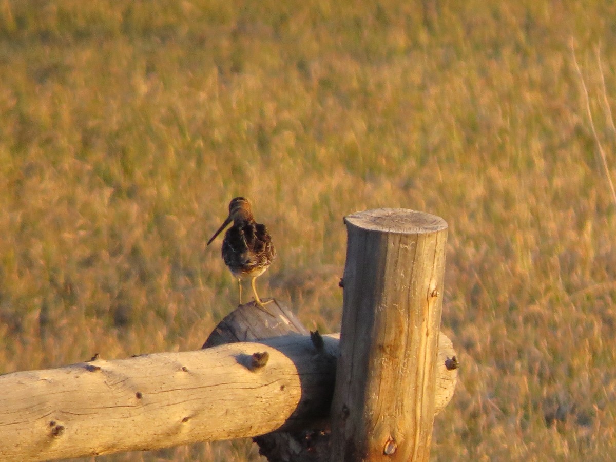 Wilson's Snipe - ML620705310