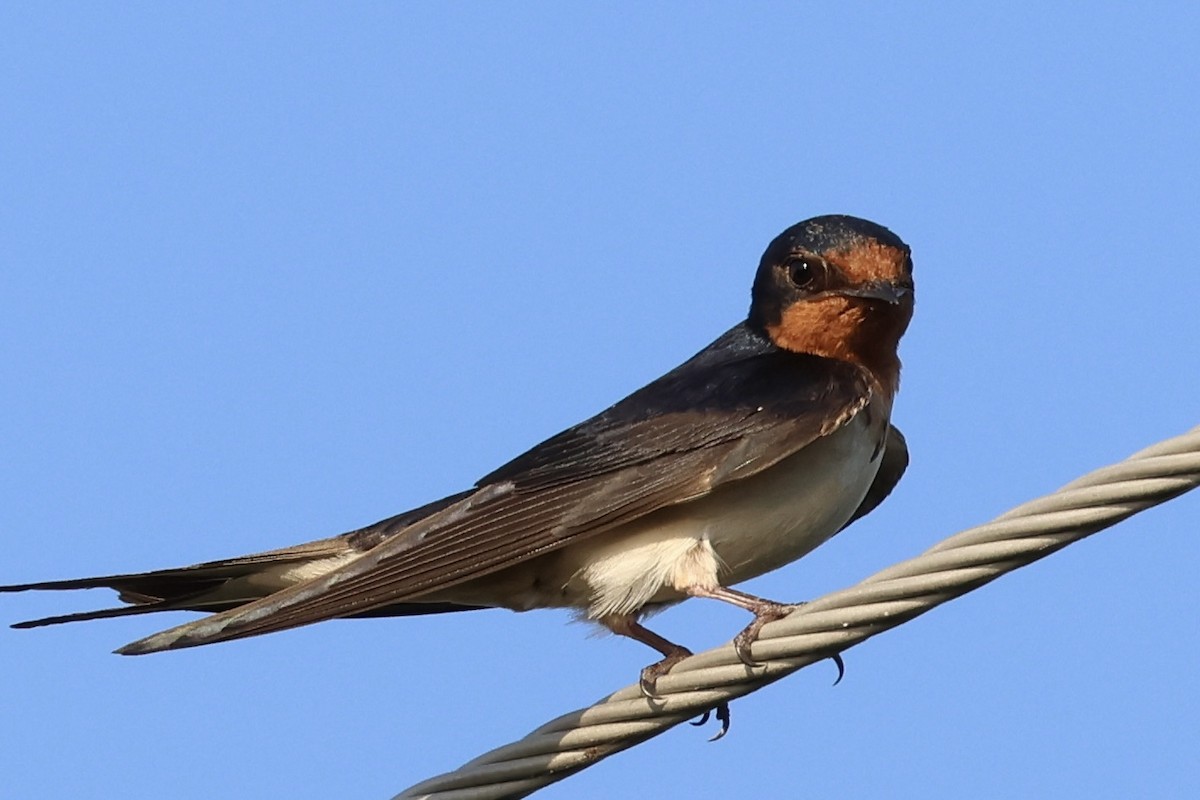 Barn Swallow - ML620705322