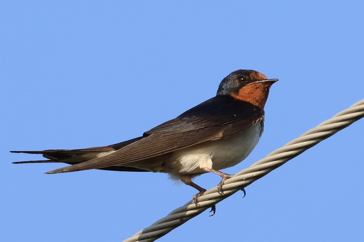 Barn Swallow - ML620705324