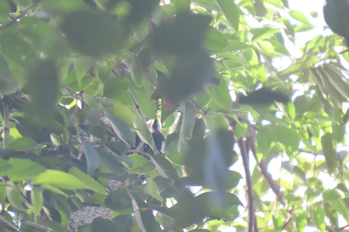 Gray-capped Pygmy Woodpecker - ML620705326