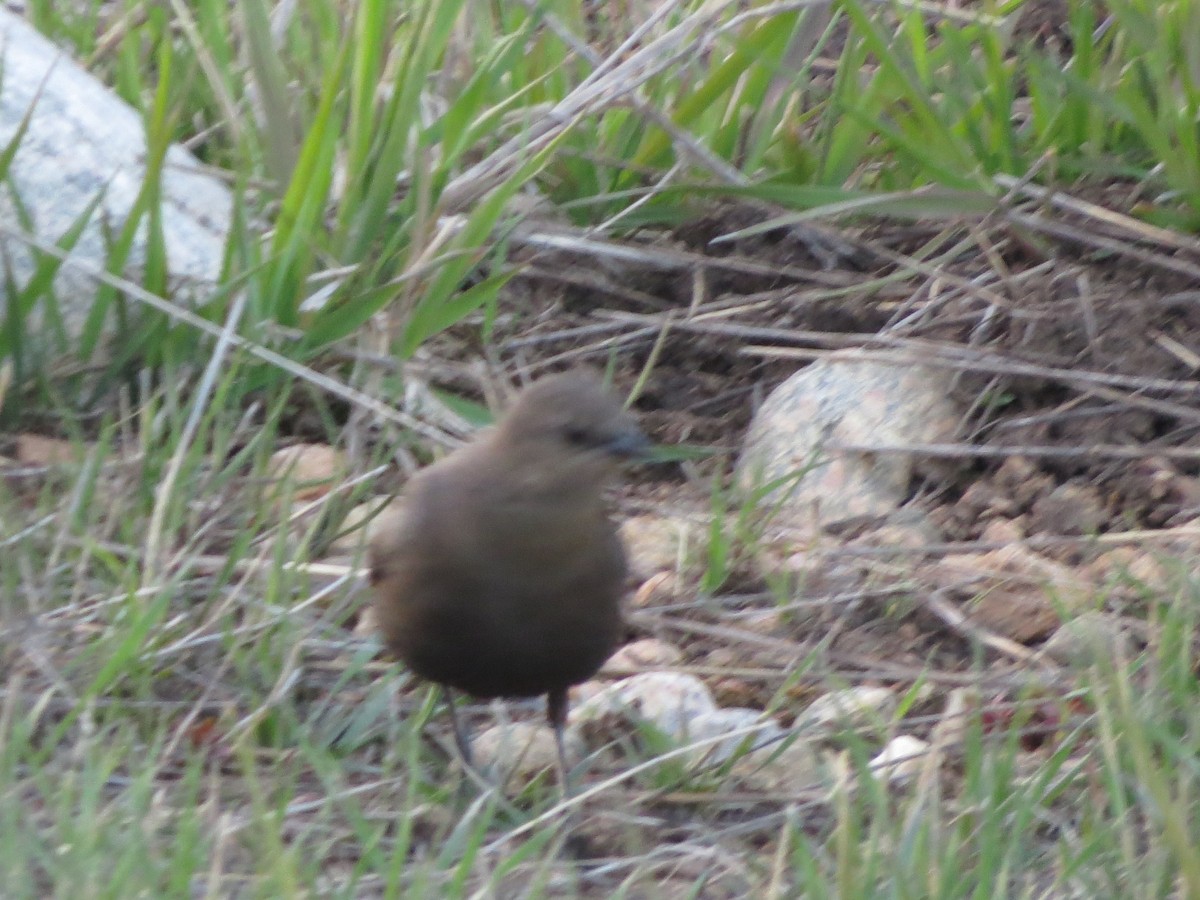 Brewer's Blackbird - ML620705327