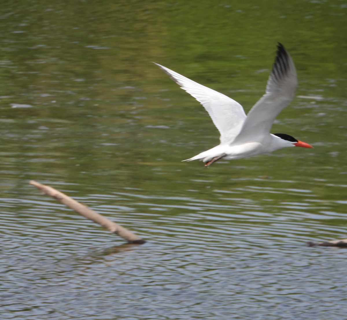 Caspian Tern - ML620705332