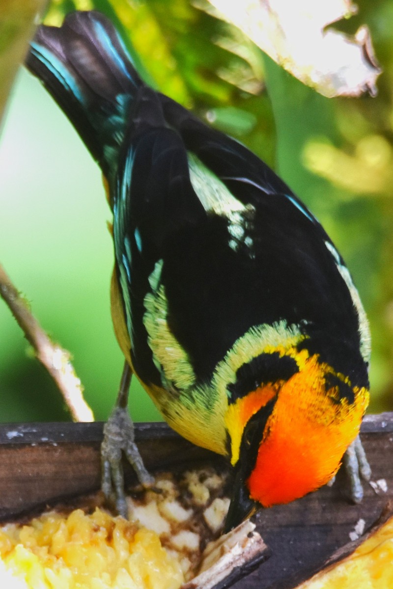 Flame-faced Tanager - Old Sam Peabody